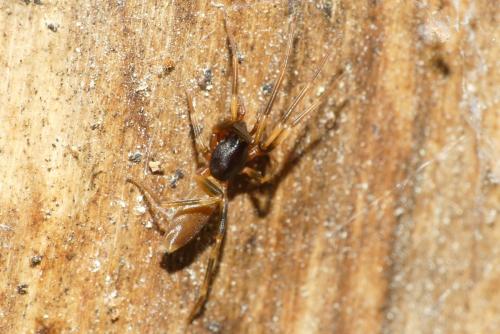 Harpactea hombergi